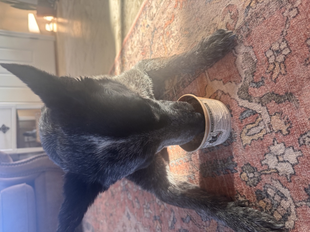 Blue Heeler enjoying a treat cup indoors